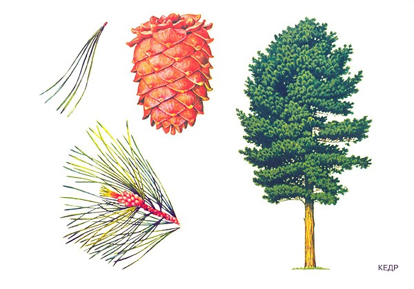 Карточки для занятий в детском саду и дома «Расскажите детям о деревьях»  
